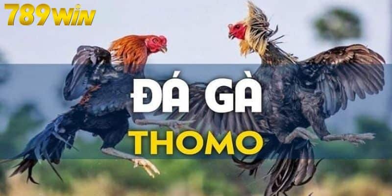 Đá Gà Thomo - Khám Phá Hình Thức Cá Cược Hot Nhất 2024